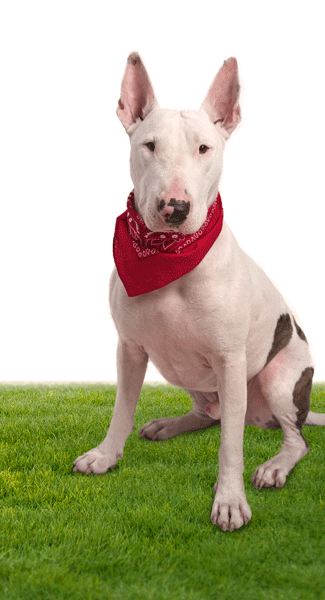 dog-on-artificial-turf